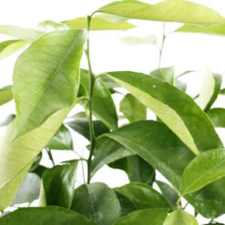 Citronnier 4 Saisons:AB Conteneur 3 Litres 12 Citronnier 4 Saisons:AB Conteneur 3 Litres -Grasses Fleurs Soldes Boutique 493516 003