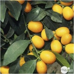 Kumquat : Ctr 3 Litres, Agriculture Biologique 10 Kumquat : Ctr 3 Litres, Agriculture Biologique -Grasses Fleurs Soldes Boutique 493534 001