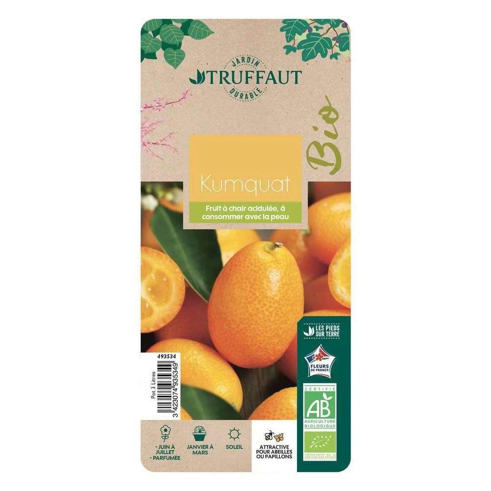Kumquat : Ctr 3 Litres, Agriculture Biologique 4 Kumquat : Ctr 3 Litres, Agriculture Biologique – Image 2