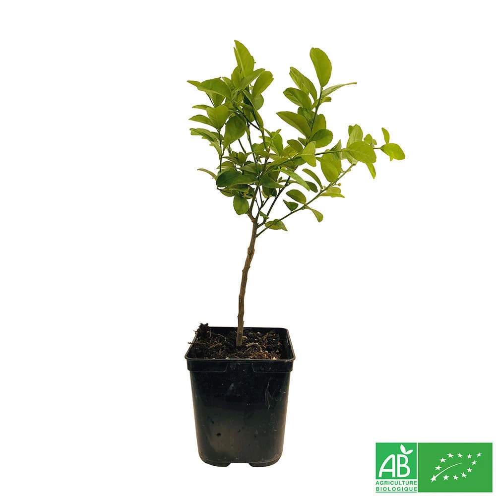 Limettier ' Mexicaine':AB Conteneur 3 Litres 5 Limettier ' Mexicaine':AB Conteneur 3 Litres – Image 3