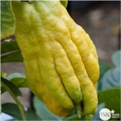 Main De Bouddah:AB Conteneur 3 Litres -Grasses Fleurs Soldes Boutique 493536 001