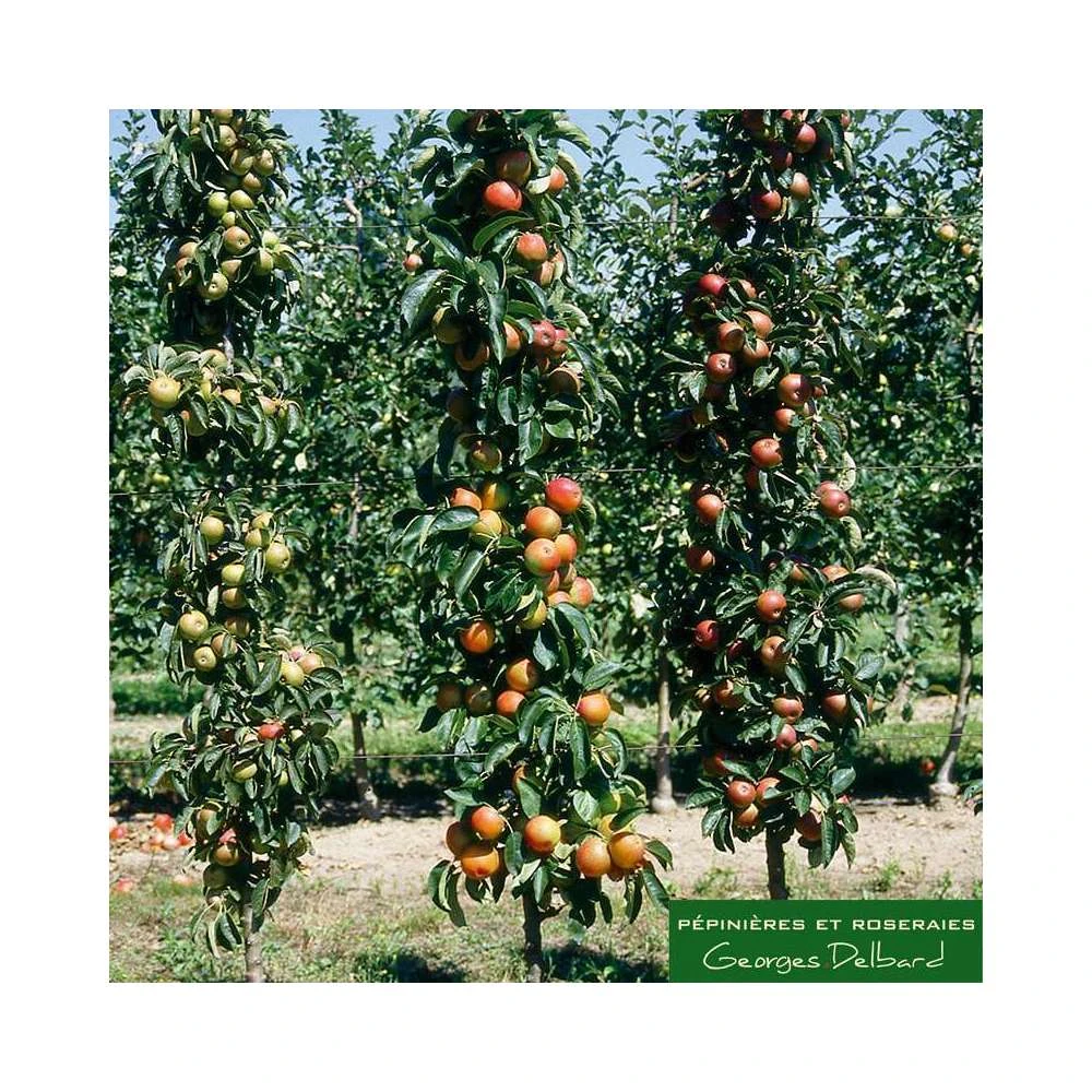 Pommier Colonnaire 'Chenonceau'®: Conteneur 12 Litres 3 Pommier Colonnaire 'Chenonceau'®: Conteneur 12 Litres