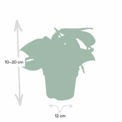 Pothos Scindapsus Pictus Epipremnum - H15cm, ø12cm - Plante D'intérieur Tombante -Grasses Fleurs Soldes Boutique 4ac80b88f941ba75