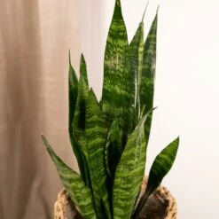 Sansevieria Zeylanica - H55cm, ø14cm - Plante D'intérieur Sans Entretien -Grasses Fleurs Soldes Boutique 4b22abfedd7b3d72