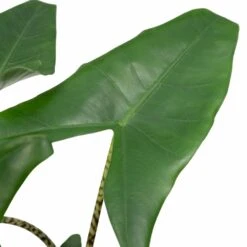Alocasia Zebrina - H75cm, ø19cm - Grande Plante D'intérieur -Grasses Fleurs Soldes Boutique 4d92f21551794d46