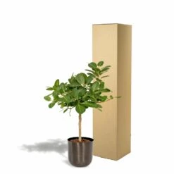 Ficus Benghalensis Et Son Cache-pot Noir - H90cm, ø21cm - Grande Plante D'intérieur -Grasses Fleurs Soldes Boutique 4eb4833498f77221