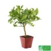 Lime De Tahiti : Quart De Tige, Pot 3L, Agriculture Biologique -Grasses Fleurs Soldes Boutique 509209 005