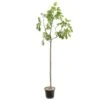 Figuier 'Rouge De Bordeaux' Tige : Pot 10 L 1 Figuier 'Rouge De Bordeaux' Tige : Pot 10 L -Grasses Fleurs Soldes Boutique 514655 002