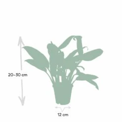 Aglaonema Christina - H30cm, ø12cm - Plante D'intérieur 10 Aglaonema Christina - H30cm, ø12cm - Plante D'intérieur -Grasses Fleurs Soldes Boutique 52d68148d9d73b0c