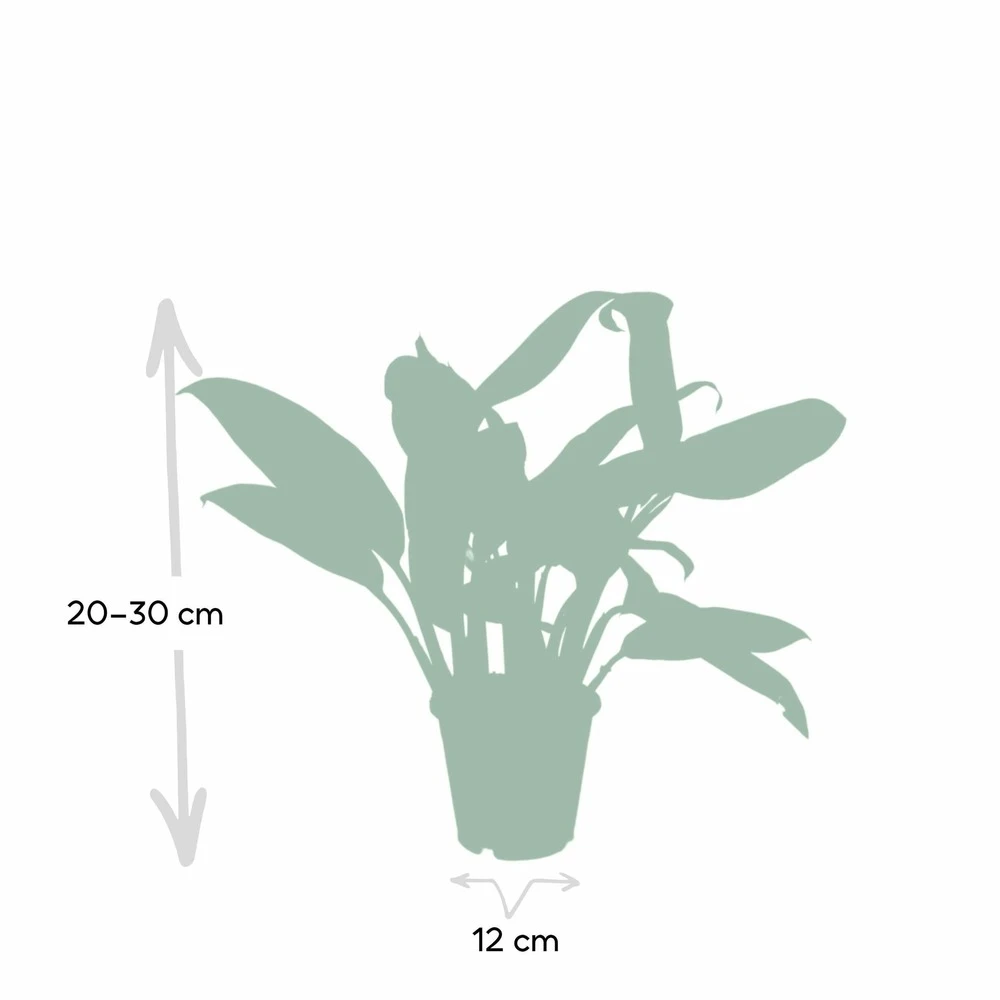 Aglaonema Christina - H30cm, ø12cm - Plante D'intérieur 6 Aglaonema Christina - H30cm, ø12cm - Plante D'intérieur – Image 4