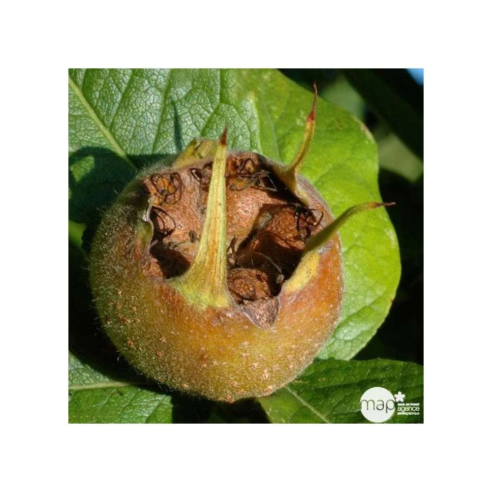 Eriobotrya 'Japonica': Ctr 18L 4 Eriobotrya 'Japonica': Ctr 18L – Image 2