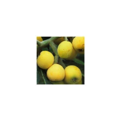 Eriobotrya 'Japonica': Ctr 18L 11 Eriobotrya 'Japonica': Ctr 18L -Grasses Fleurs Soldes Boutique 532439 005