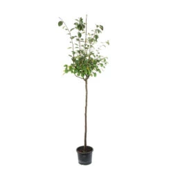 Cognassier: ½ Tige, 4-5 Ans, H 170-180 Cm -Grasses Fleurs Soldes Boutique 53339 003