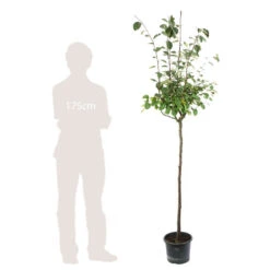 Cognassier: ½ Tige, 4-5 Ans, H 170-180 Cm -Grasses Fleurs Soldes Boutique 53339 004
