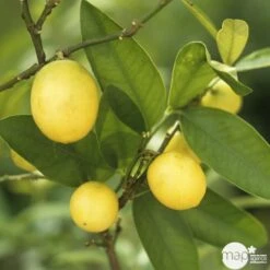 Limequat:AB Conteneur 3 Litres -Grasses Fleurs Soldes Boutique 536191 004