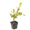 Limequat:AB Conteneur 3 Litres 1 Limequat:AB Conteneur 3 Litres -Grasses Fleurs Soldes Boutique 536191 2099988