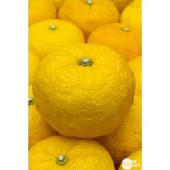 Yuzu AB:pot 3L 10 Yuzu AB:pot 3L -Grasses Fleurs Soldes Boutique 540978 001