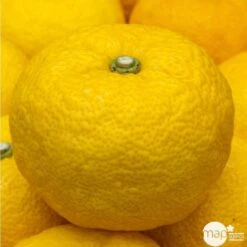 Yuzu AB:pot 3L 11 Yuzu AB:pot 3L -Grasses Fleurs Soldes Boutique 540978 002