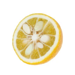 Yuzu AB:pot 3L 12 Yuzu AB:pot 3L -Grasses Fleurs Soldes Boutique 540978 003