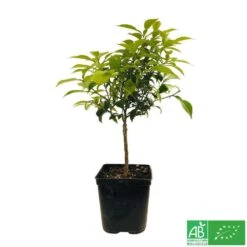 Yuzu AB:pot 3L 13 Yuzu AB:pot 3L -Grasses Fleurs Soldes Boutique 540978 005
