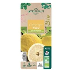 Grasses Fleurs Soldes Boutique 25 Yuzu AB:pot 3L
