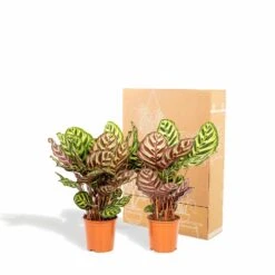 Calathea Makoyana Duo - Plantes D'intérieur -Grasses Fleurs Soldes Boutique 5418cd57583384fb
