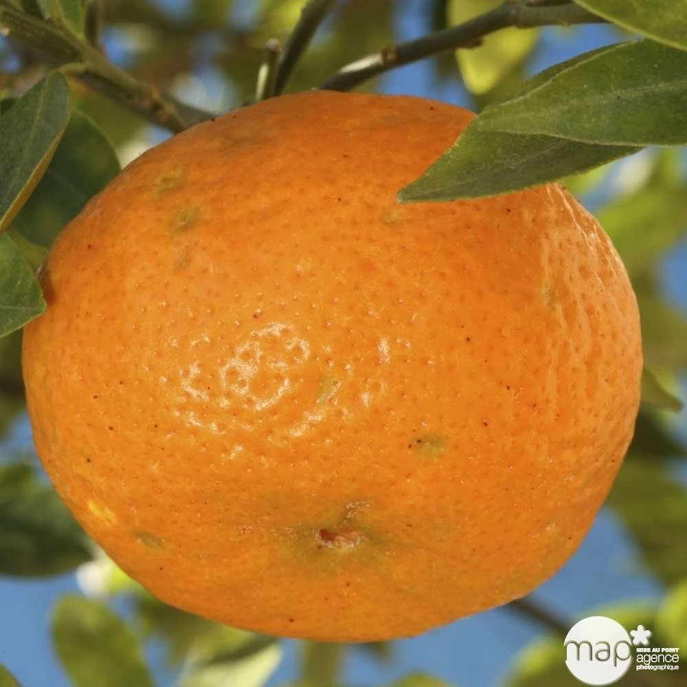 Agrumes XXL: C 5L - Variétés Variables 5 Agrumes XXL: C 5L - Variétés Variables – Image 3