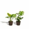 Monstera Deliciosa, Bananier Musa Et Leurs Paniers Noirs, Duo De Plantes - Grandes Plantes D'intérieur 2 Monstera Deliciosa, Bananier Musa Et Leurs Paniers Noirs, Duo De Plantes - Grandes Plantes D'intérieur -Grasses Fleurs Soldes Boutique 555ec1d9bf9e3b70