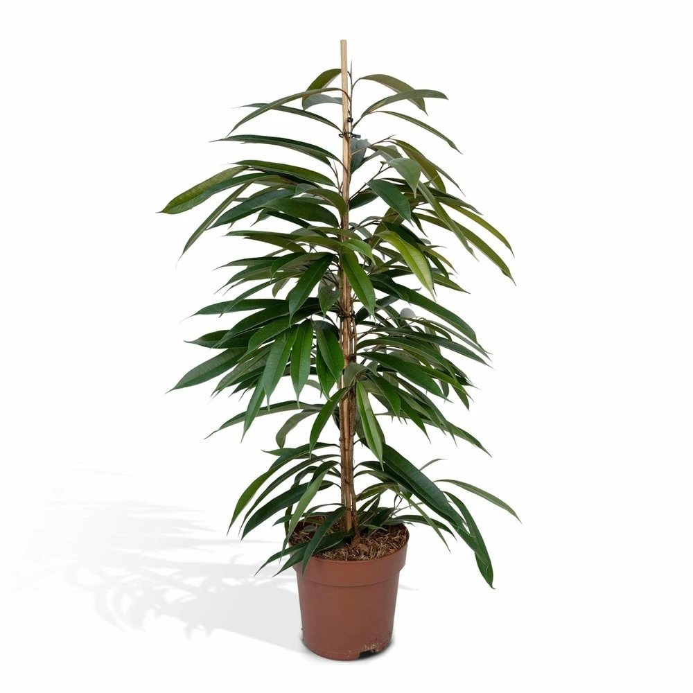 Ficus Amstel King - H100cm, ø21cm - Très Grande Plante D'intérieur 3 Ficus Amstel King - H100cm, ø21cm - Très Grande Plante D'intérieur