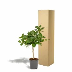 Ficus Benghalensis - H75cm, ø21cm - Grande Plante D'intérieur 9 Ficus Benghalensis - H75cm, ø21cm - Grande Plante D'intérieur -Grasses Fleurs Soldes Boutique 5c1e293321750c74