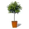 Mandarinier Satsuma Bio "citrus Unshiu" Tailles:pot De 3 Litres, Hauteur 30/40 Cm -Grasses Fleurs Soldes Boutique 5e11a2c7643386a3