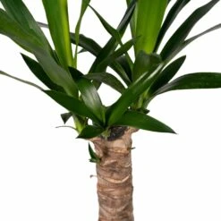 Yucca - H40cm, ø14cm - Plante D'intérieur 9 Yucca - H40cm, ø14cm - Plante D'intérieur -Grasses Fleurs Soldes Boutique 5f16e0f52d300105