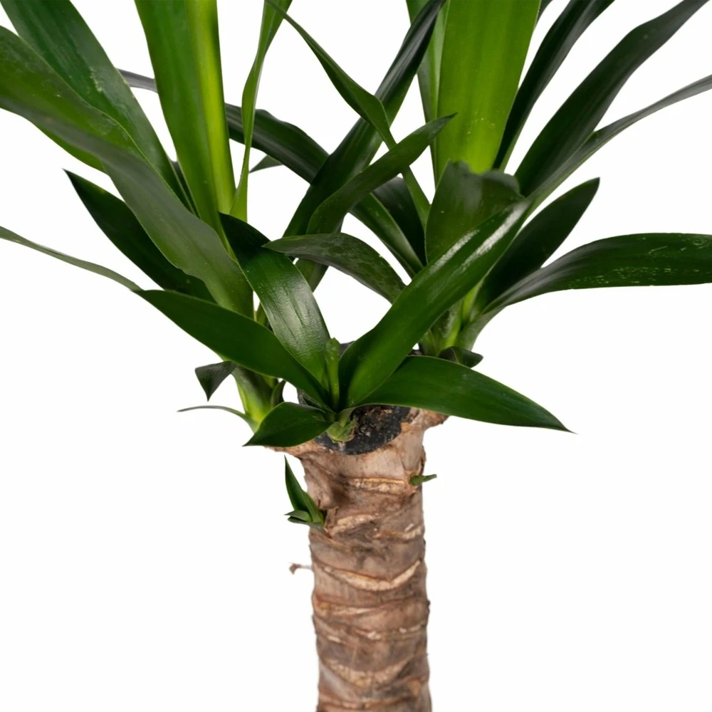 Yucca - H40cm, ø14cm - Plante D'intérieur 5 Yucca - H40cm, ø14cm - Plante D'intérieur – Image 3