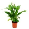 Spathiphyllum "cupido", Feuille Simple - Pot De 17cm 1 Spathiphyllum "cupido", Feuille Simple - Pot De 17cm -Grasses Fleurs Soldes Boutique 60c746f5a6067be4