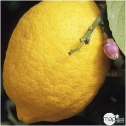 Citronnier "4 Saisons" : H.40/60 Cm - Pot De 5 Litres 7 Citronnier "4 Saisons" : H.40/60 Cm - Pot De 5 Litres -Grasses Fleurs Soldes Boutique 619974 001