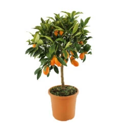 Kumquat : H.40/60 Cm - Pot De 5 Litres -Grasses Fleurs Soldes Boutique 619976 003