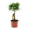 Ficus Ginseng : D.12, H.20/30cm -Grasses Fleurs Soldes Boutique 624208 001