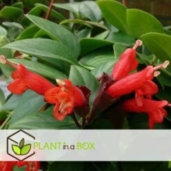 Aeschynanthus Twister - Pot ⌀15cm - L.25cm (hauteur Pot Incluse) 9 Aeschynanthus Twister - Pot ⌀15cm - L.25cm (hauteur Pot Incluse) -Grasses Fleurs Soldes Boutique 628631ff2a2c64.92244956