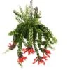 Aeschynanthus Twister - Pot ⌀15cm - L.25cm (hauteur Pot Incluse) -Grasses Fleurs Soldes Boutique 628631ff2e0bf5.46227313