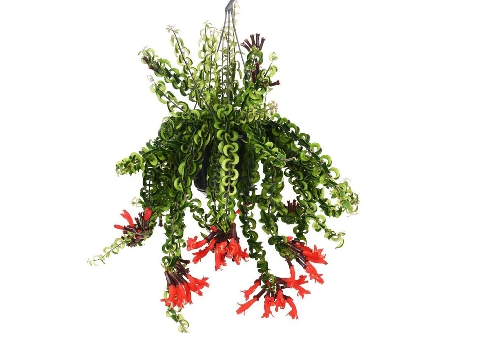 Aeschynanthus Twister - Pot ⌀15cm - L.25cm (hauteur Pot Incluse) 3 Aeschynanthus Twister - Pot ⌀15cm - L.25cm (hauteur Pot Incluse)