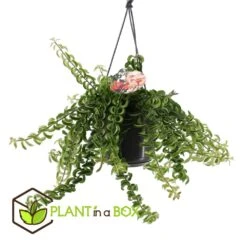 Aeschynanthus Twister - Pot ⌀15cm - L.25cm (hauteur Pot Incluse) 8 Aeschynanthus Twister - Pot ⌀15cm - L.25cm (hauteur Pot Incluse) -Grasses Fleurs Soldes Boutique 628631ff311e07.84525760