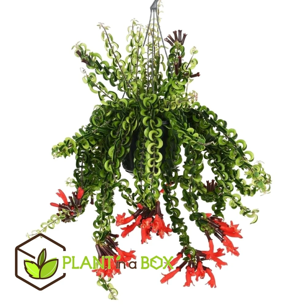 Aeschynanthus Twister - Pot ⌀15cm - L.25cm (hauteur Pot Incluse) 4 Aeschynanthus Twister - Pot ⌀15cm - L.25cm (hauteur Pot Incluse) – Image 2