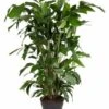 Caryota Mitis - Pot ⌀27 Cm - H. 120-130cm (hauteur Pot Incluse) -Grasses Fleurs Soldes Boutique 628632b49c7b67.67025966