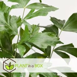 Caryota Mitis - Pot ⌀27 Cm - H. 120-130cm (hauteur Pot Incluse) -Grasses Fleurs Soldes Boutique 628632b4a09989.02712162