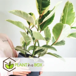 Ficus Elastica Tineke - Pot ⌀24cm - H.80-100cm (hauteur Pot Incluse) -Grasses Fleurs Soldes Boutique 628632b95950e8.89576887