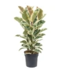 Ficus Elastica Tineke - Pot ⌀24cm - H.80-100cm (hauteur Pot Incluse) 1 Ficus Elastica Tineke - Pot ⌀24cm - H.80-100cm (hauteur Pot Incluse) -Grasses Fleurs Soldes Boutique 628632b9662aa3.52910493