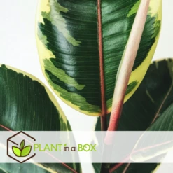 Ficus Elastica Tineke - Pot ⌀24cm - H.80-100cm (hauteur Pot Incluse) -Grasses Fleurs Soldes Boutique 628632b97ecaf8.01834869