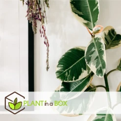 Ficus Elastica Tineke - Pot ⌀24cm - H.80-100cm (hauteur Pot Incluse) -Grasses Fleurs Soldes Boutique 628632b9988080.85837327