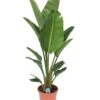 Strelitzia Nicolai - Pot ⌀28 Cm - H. 150-170cm (hauteur Pot Incluse) -Grasses Fleurs Soldes Boutique 6286357f889193.83343922