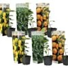 Assorti De 6 Citrus - Pot ⌀9 Cm - H.25-40cm (hauteur Pot Incluse) -Grasses Fleurs Soldes Boutique 62868e16d640e3.69591591